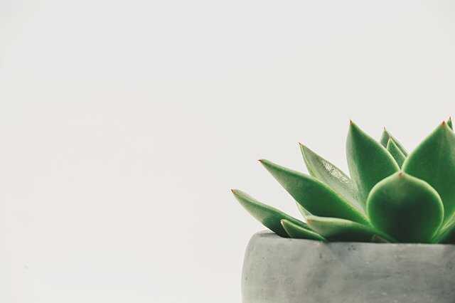 plante-verte