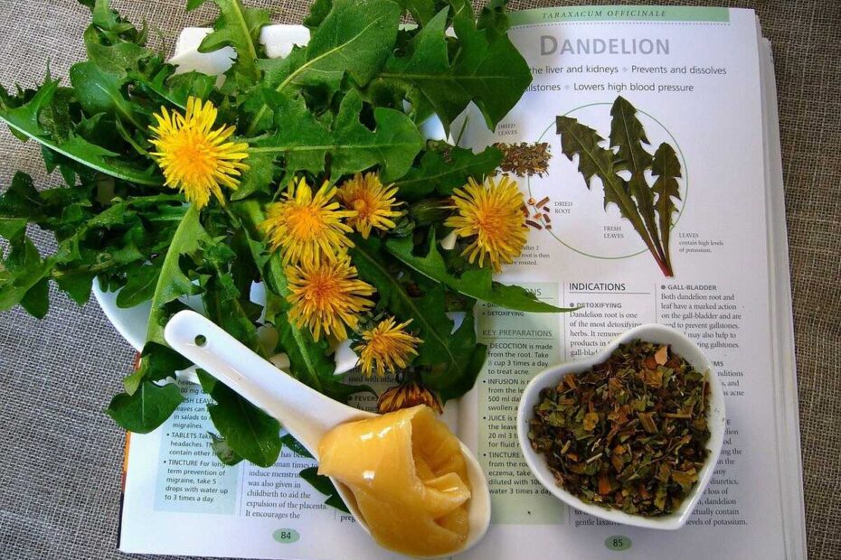 herboristerie-plantes