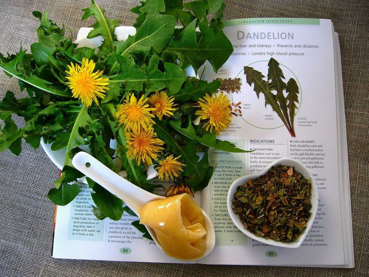 herboristerie-plantes