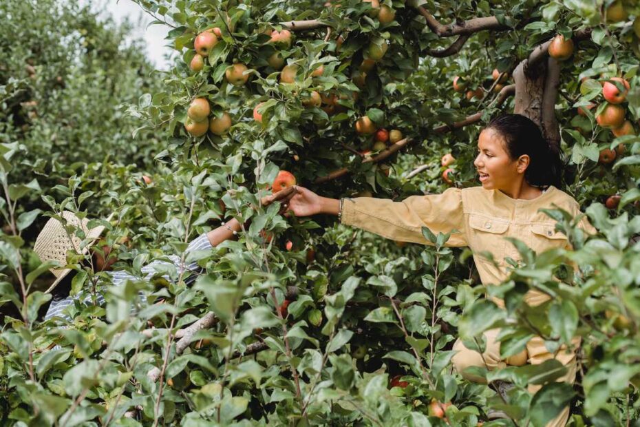 locavore-consommer-local