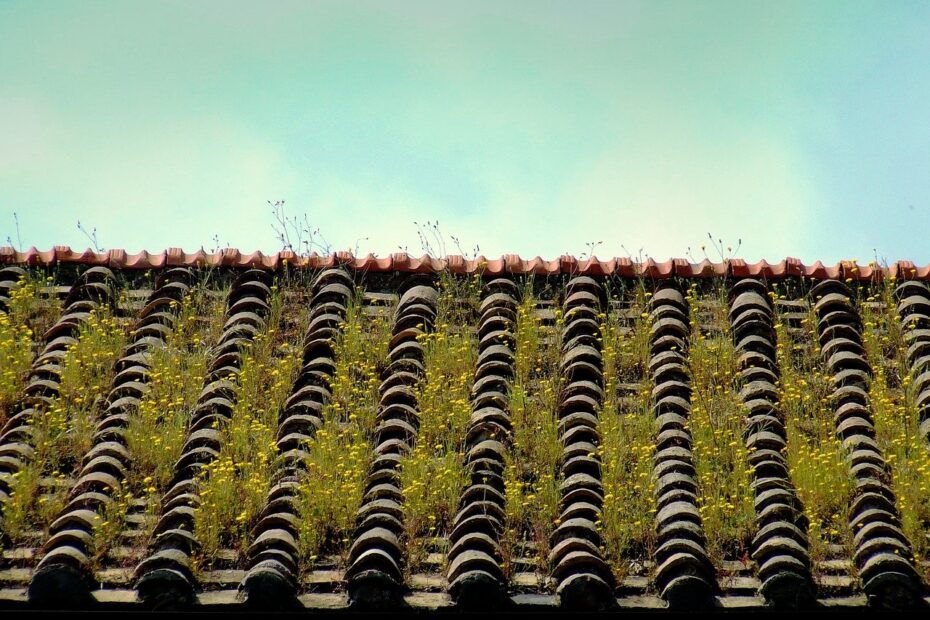 toit-vert
