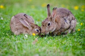 protection-animaux-ethique
