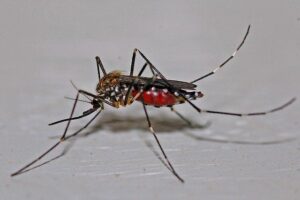 chasser les moustiques
