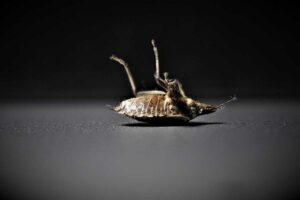 terre diatomée insecticide 